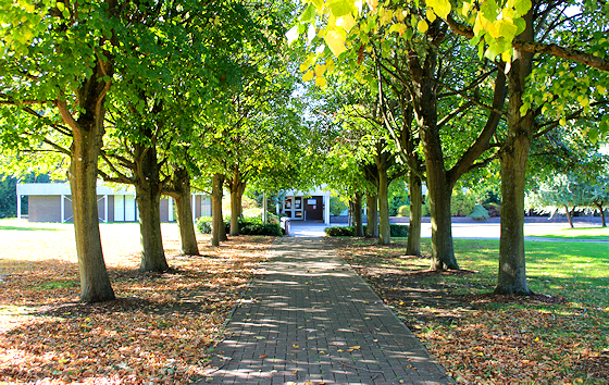 Footpath avenue of trees in sunshine