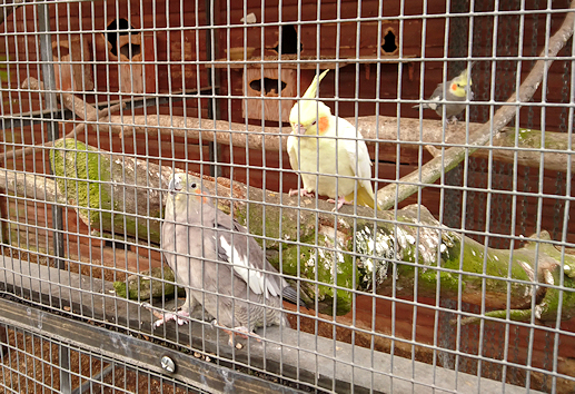 Cockatiels in a cage