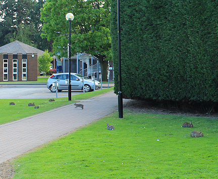 Rabbits on the grass and path