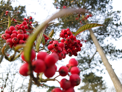 Looking up at red berries with treetops beyond
