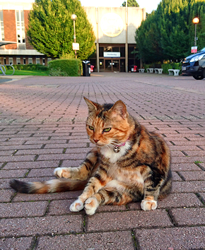 A tortoiseshell cat at rest on block pavers