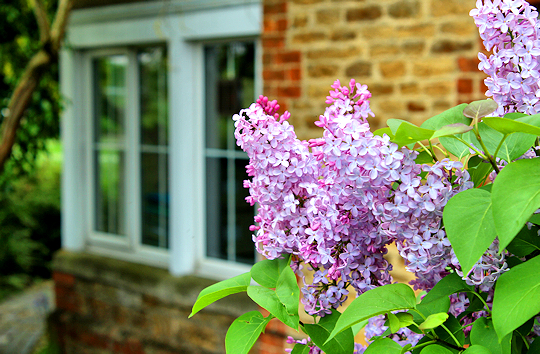 Lilac with old building behind