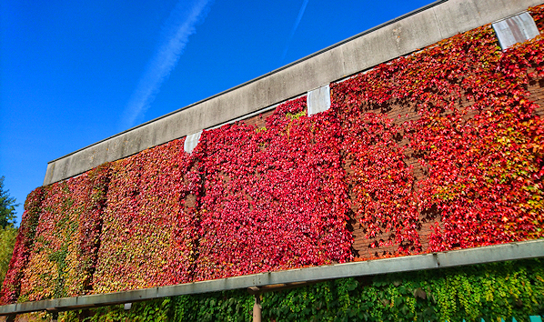 Red leaves with green at the bottom on the side of the Sports Hall, with blue sky