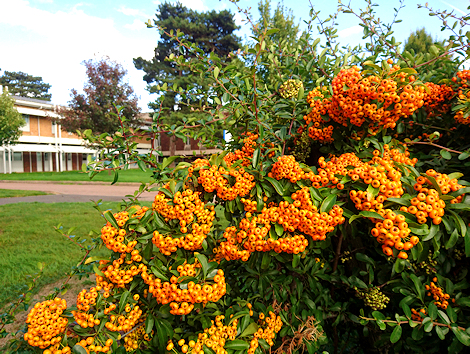 Bush with a profusion of orange berries