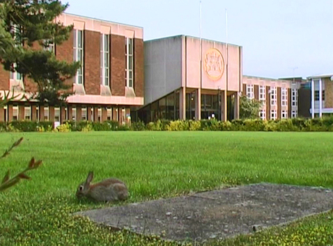 A rabbit goes about its business with buildings behind