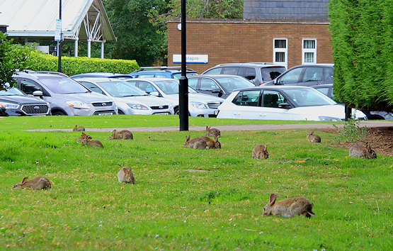 13 rabbits in one shot!