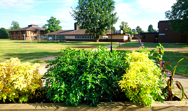 Shrubs in a planter with grass field and buildings and a weather station beyond